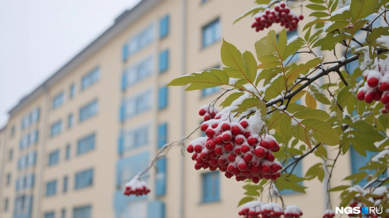 Что делать? Советы от местных экспертов